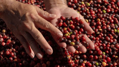 Comment évaluer la fraîcheur des grains de café