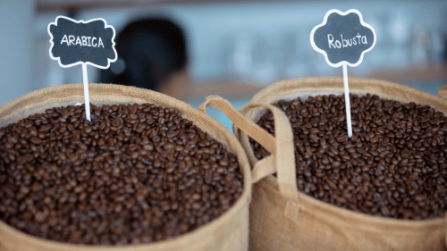 Les différences entre les cafés arabica et robusta